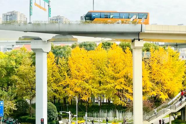 美翻了！苏河湾“红枫天桥”上线！更多金色、橙色、赭红色正在路上……来看↗