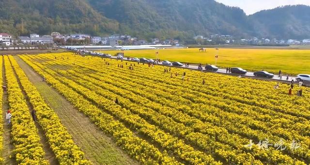 今早，在十堰拍下的！太惊喜了