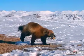 辨词：漫威金刚狼的新疆亲戚叫狼獾，念huān还是guàn？但都不是狼图片