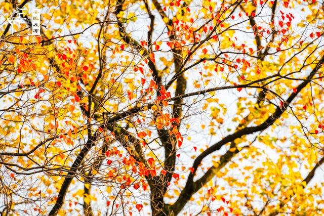 秦淮花事｜乌桕斑斓，半城秋色入画来