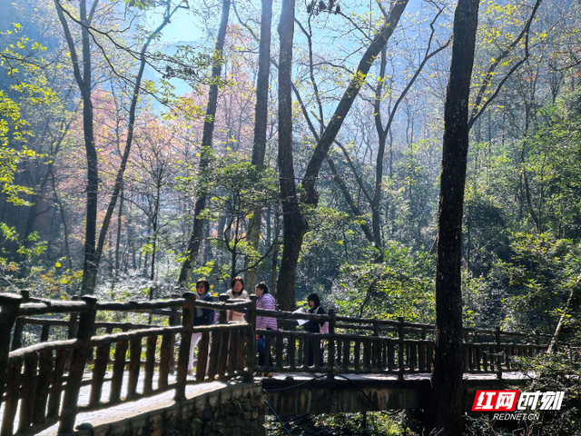 张家界金鞭溪：大雪时节山水织就斑斓画，暖阳里游人醉享秋韵余温