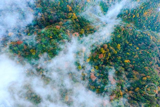 冬染金佛山 彩林美如画