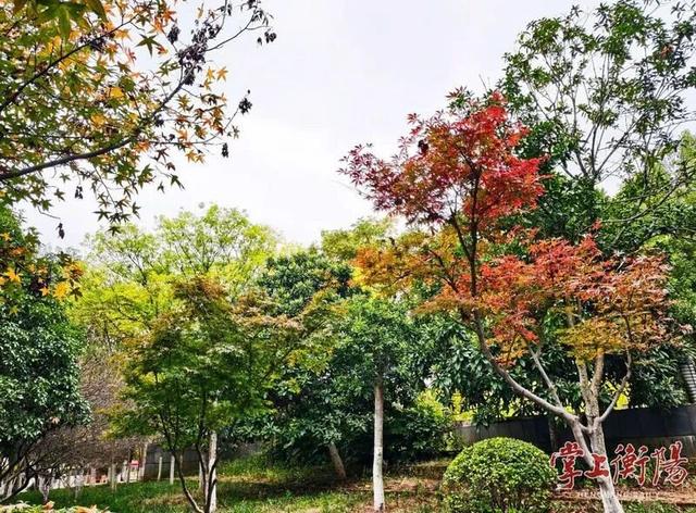 冬日衡阳，超浪漫！