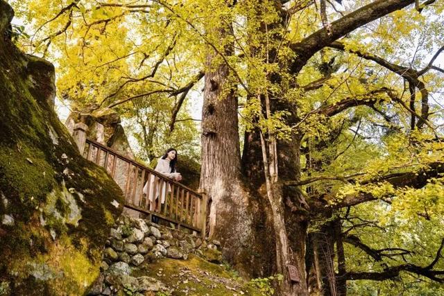 邂逅如画江西的小“杏”运