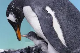 广州再次成功繁育两只南极企鹅 均健康活跃图片