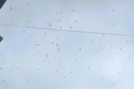 大量鸟群在天空盘旋是地震前兆？地震局回应图片