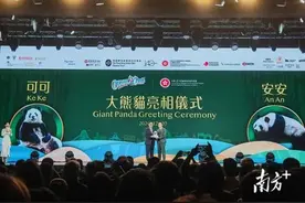 “安安”“可可”！中央政府赠港大熊猫公布正式命名图片