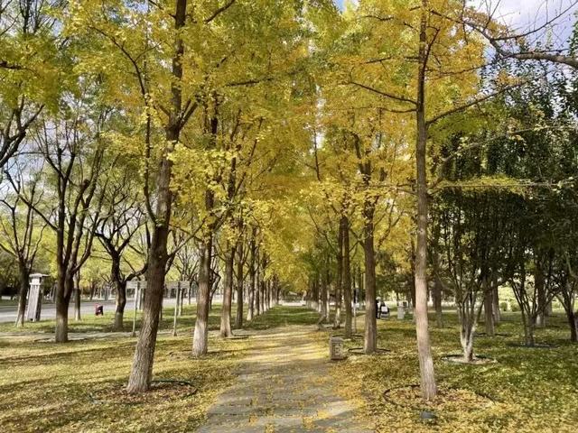 不必扎堆地坛公园！东城区赏秋攻略，一图收藏