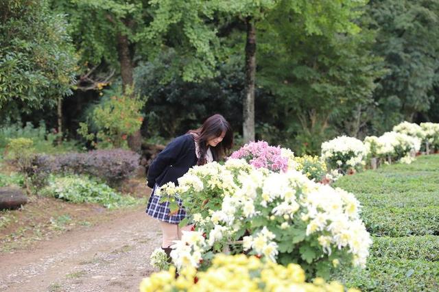 鹤峰芦坪秋韵浓 菊畔佳人醉秋光