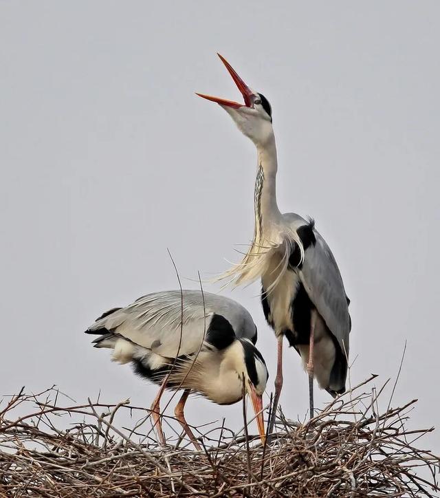 万羽齐飞！鄱阳湖观鸟季拉开序幕