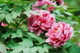 周末赏国色，手机都香了图片