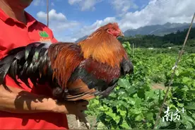 桑葚园里养起了果园鸡！云潭镇垌头村探索立体种养新模式图片