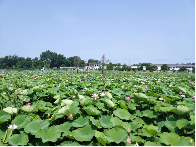 荷香四溢，共赏北京河湖之美