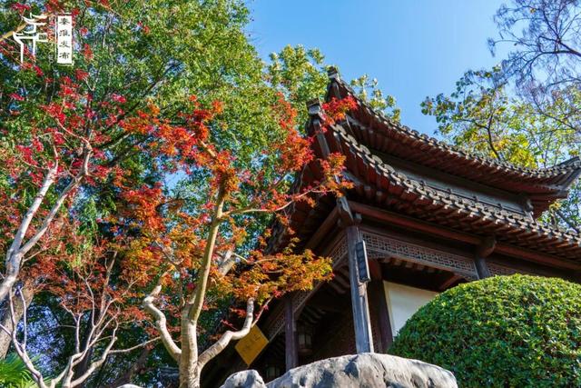 美“枫”了，快来赏！