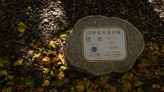 红的黄的绿的！天气这么好，来这些地方看看闵行的秋天吧~