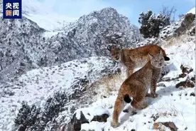 超“凶猛”大猫来了！两只猞猁霸气巡山雪地捕食图片