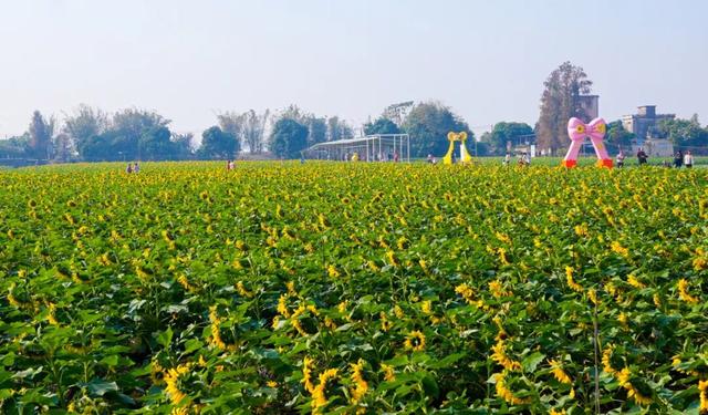 大片向日葵盛开！走！赏花去！