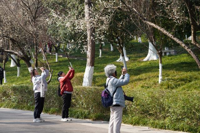 多图｜pong香！绵阳这里的梅花开了
