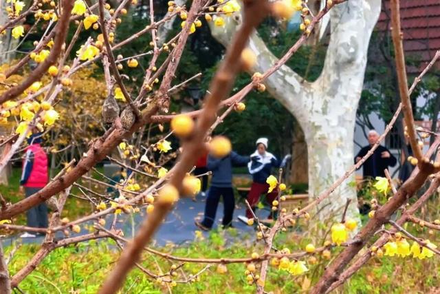 真的被香到了！在闸北公园邂逅一缕冬日冷香