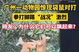广州一动物园两只袋鼠对打到飞起 网友：“袋”师傅，快切它中路！图片