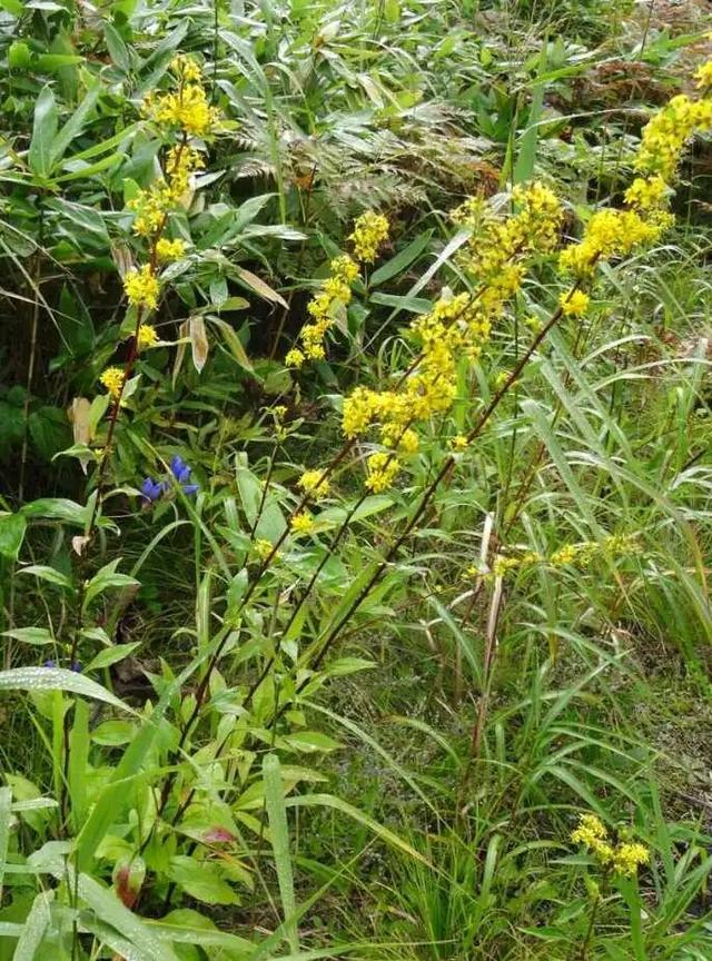 这个原产美国的物种，正疯狂侵占中国的农田、大规模屠杀动植物