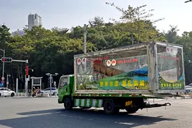 “万两茶王”巡游深圳 安化黑茶新品将亮相2024深圳茶博会图片