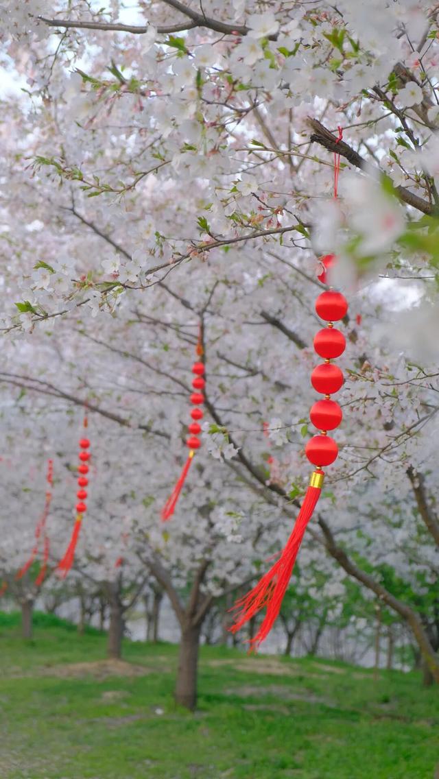 六万株樱花正在开放！就在杭州！这里真的美到不行……