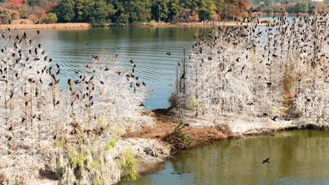 东湖冬日必打卡！观「雪」景、赏秋色、追落日！