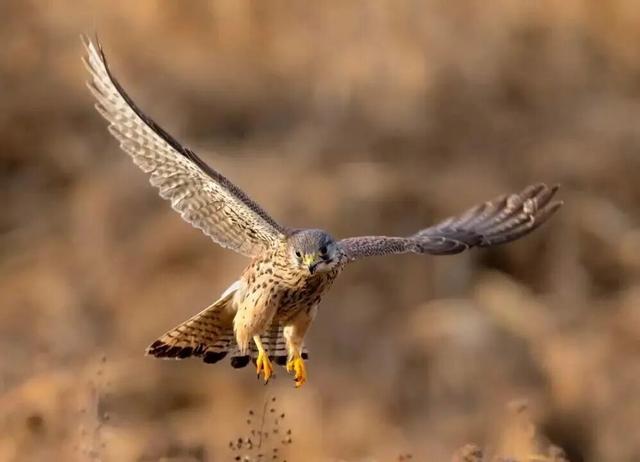 全球金奖！这次是——