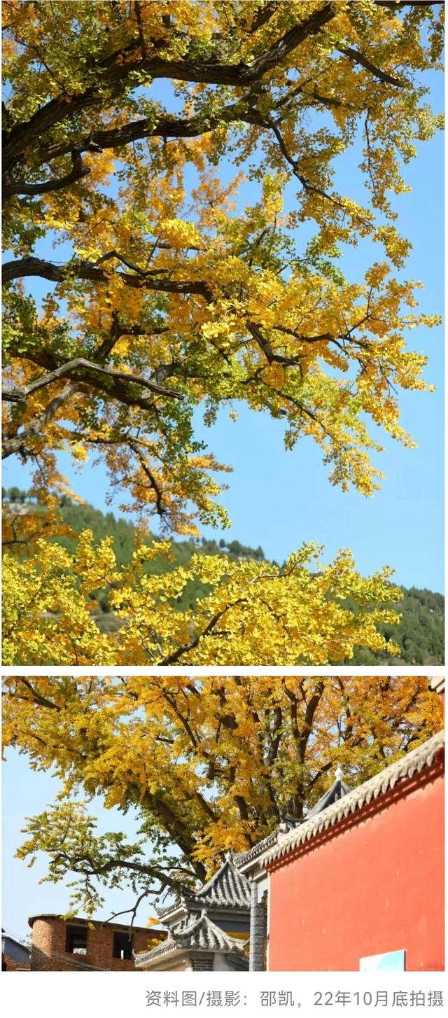 最后几天“黄金期”！济南的这些千年银杏等你打卡！