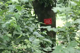 竹山发现百年红豆古树群图片