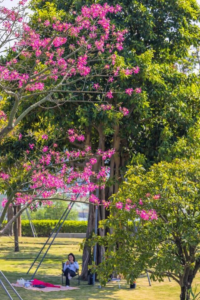 天气正好、花正开，去看粉色的东莞！