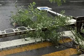 北京刚才瞬时风雨有多大？多地树木倒伏，多部门紧急抢修图片