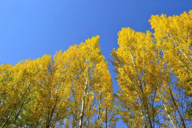 落叶缓扫点位公布!碑林这几片“落叶地毯”等你来打卡