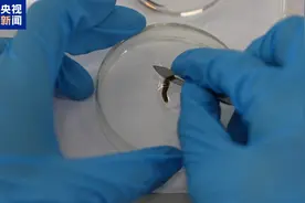 “生物界孙悟空”涡虫首上太空：仅指甲盖大小，切成两半仍拥有“复活技能”图片