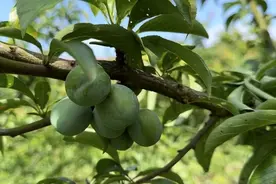 仁怀苍龙街道：果园管护忙 静待果飘香图片