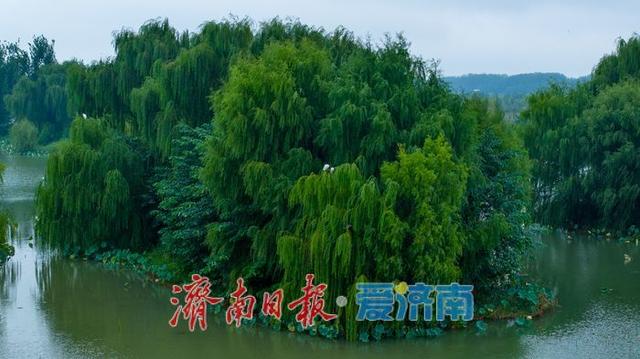 秋雨润湖景如画 鹭鸟翩跹映白云