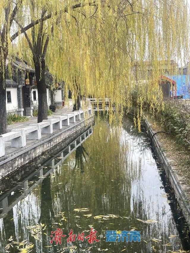 冬日限定：济南百花洲“金柳映湖”引客来