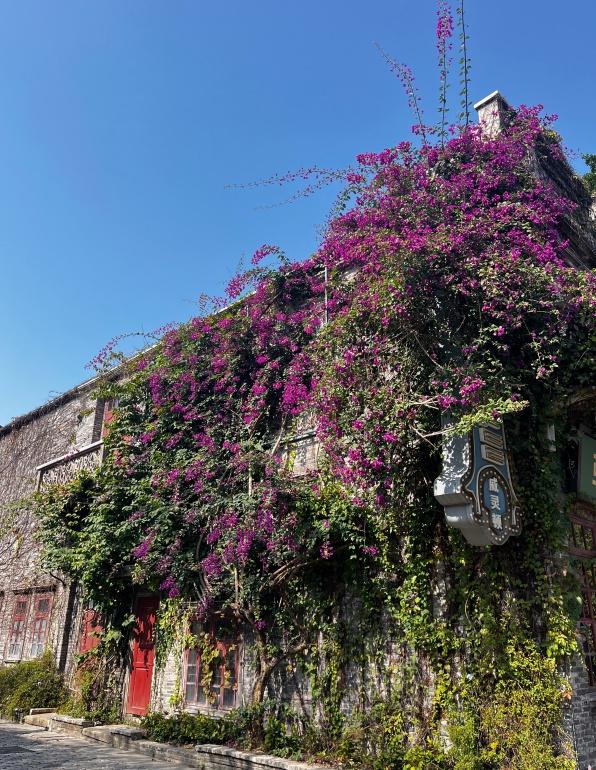 古镇与花海！开平冬日繁花绽放，侨乡美景当前