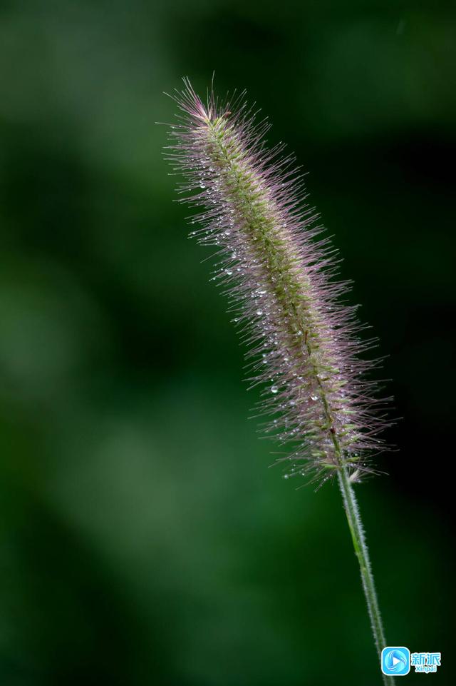 雨露润秋色，潍坊草木皆成诗‌