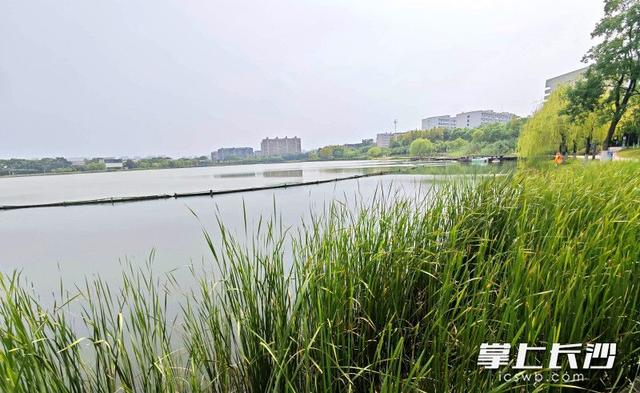 组图｜艺术后湖好打卡