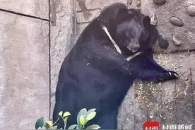 因动物体型肥胖 攀枝花动物园被调侃为“全国模范养猪基地”图片