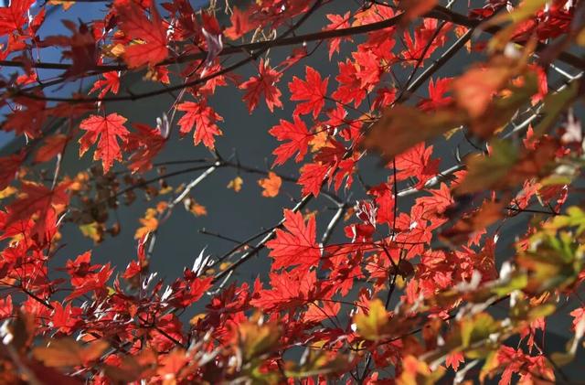 红了！上海枫叶已变色