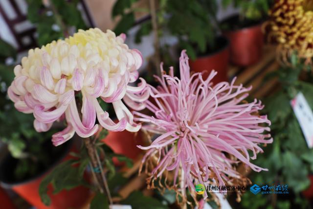 甘州府城：一半是人间烟火，一半是菊韵诗魂