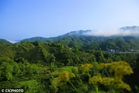 茶园春光美图片