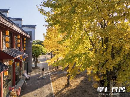 橘子洲银杏林迎来最佳观赏期