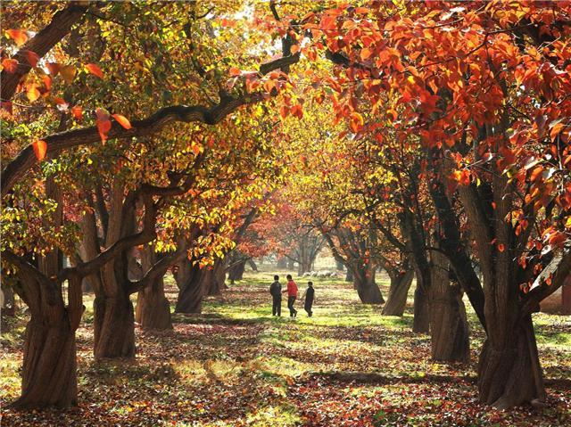 【文旅新地标】什川古梨园丨黄河河谷生态地标，田园文旅典范