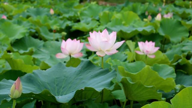 新华视点｜夏日经济“热”力四射 多元业态绘就乡村振兴新图景