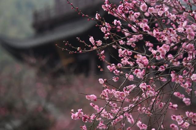 江西铅山：葛仙村两千株梅花已盛开