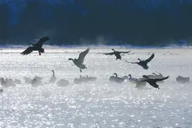 冰河雁舞 千鸟翔集 | 浑河流域这个地方火出圈！图片